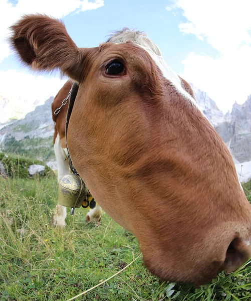 Curious Brown Cow Looking Camera Fisheye Lens Attached Which Distorts — Stockfoto