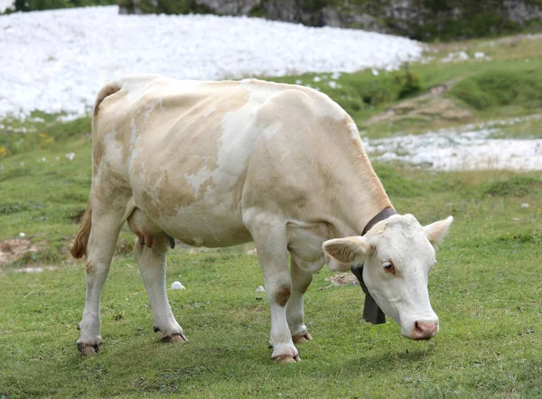 White Cow Grazes Grass Meadow While Grazing Freely Mountains Summer — Zdjęcie stockowe