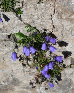 group of blue bellflower called campanula cochlearfiifolia on the rock in mountains