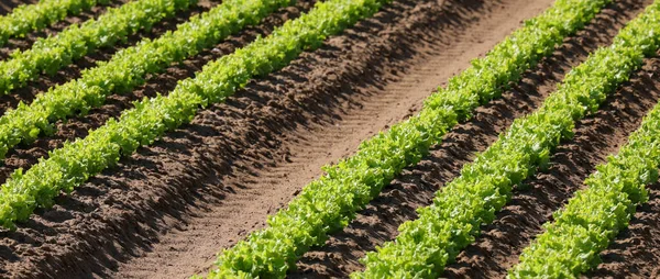Cultivated Field Fresh Green Organic Lettuce Fertile Soil — Foto Stock
