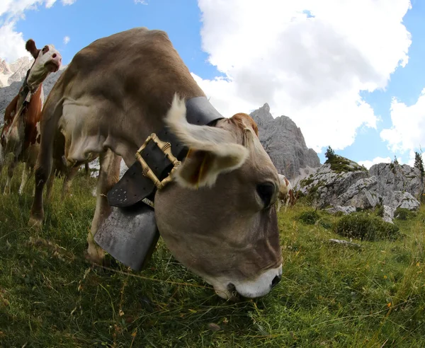 Two Cows Grazing Summer Beautiful Dolomites Mountains Large Cowbell — Stockfoto