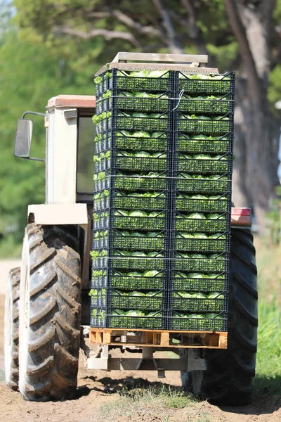 Tractor Carrying Many Crates Fresh Green Lettuce Just Picked Cultivated — Stok Foto