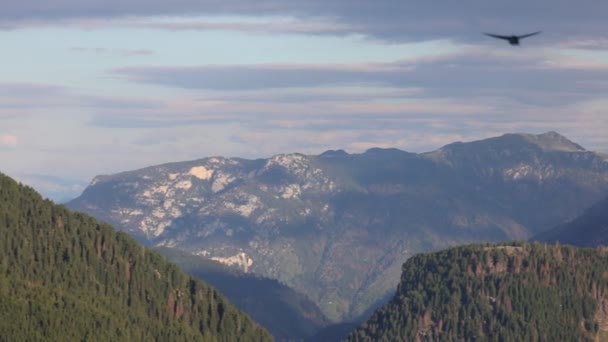 Italian Dolomites Summer Some Swallows Summer — Video