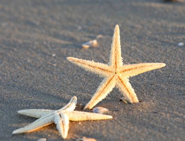 two starfish on the seashore on the beach