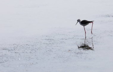 bird called the black-winged stilt or Himantopus himantopus is a wader with very long and thin legs on the water of pond