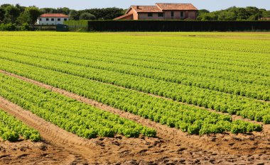 Verimli topraklarda taze yeşil organik marul yetiştirilmiş.