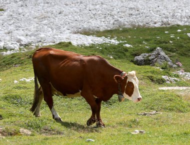 brown cow with white head Grazes the grass in the meadow while free grazing in the mountains in summer