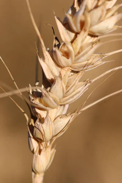 Seeds Ripe Wheat Ear Intentionally Blurred Background — Stok fotoğraf