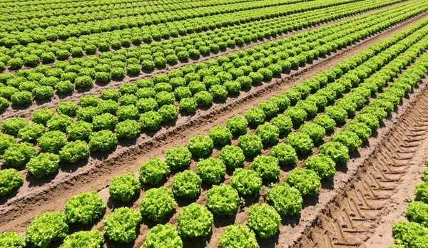 Cultivated Field Fresh Green Organic Lettuce Fertile Soil — стоковое фото