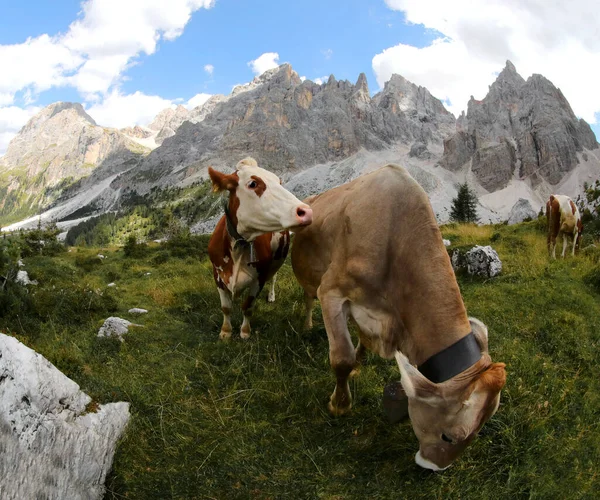 Two Cows Grazing Summer Beautiful Dolomites Mountains — Zdjęcie stockowe