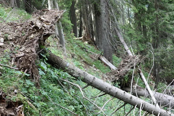 Fallen Tree Defy Roots Completely Out Due Hurricane Struck Woods — Fotografia de Stock
