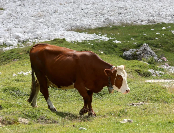 Brown Cow White Head Grazes Grass Meadow While Free Grazing — Stockfoto