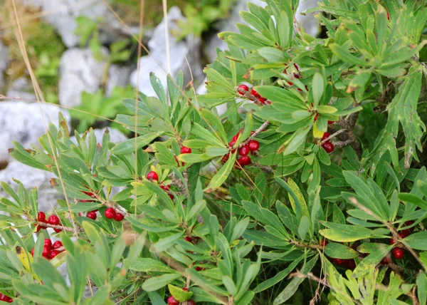 Many Red Berries Leaves Daphne Mezereum Very Toxic Plant Alps — Foto de Stock
