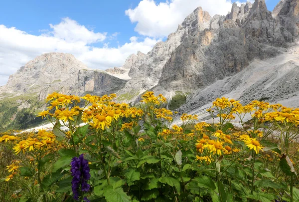 Arnica Montana Yellow Flower Used Medicine Many Remedies Beautiful Alps — Foto de Stock
