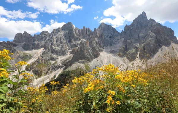Arnica Montana Yellow Flower Used Medicine Many Remedies Beautiful Alps — Foto de Stock