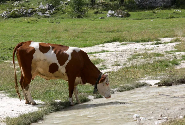 Cow Drinking Mountain Stream Mountain Pasture —  Fotos de Stock