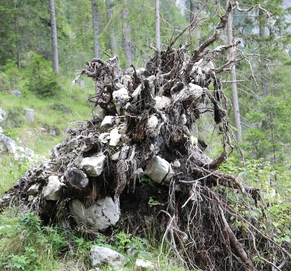 Tree Completely Uprooted Roots Visible Out Due Hurricane — kuvapankkivalokuva