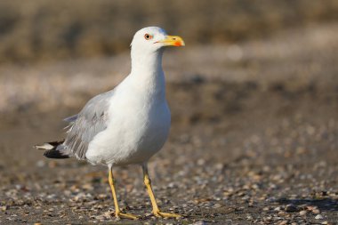 large yellow-billed seagull with webbed paws on the beach