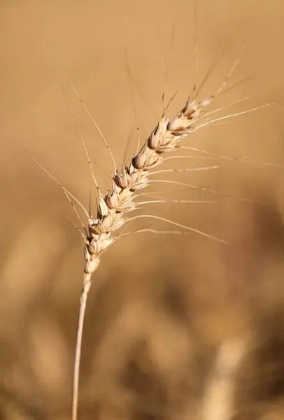 Ухо Спелой Пшеницы Преднамеренно Размытый Фон — стоковое фото
