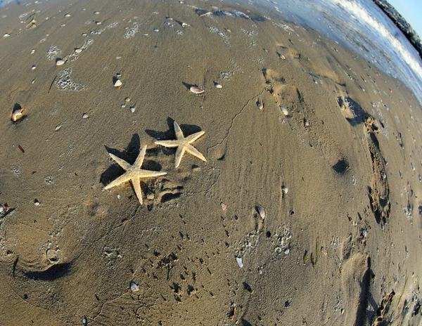 Two Starfish Seashore Beach — Stockfoto