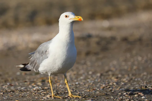 Large Yellow Billed Seagull Webbed Paws Beach — Stock fotografie