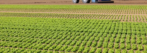 Tufts Fresh Lettuce Grown Field Organic Techniques Use Harmful Chemical — Photo