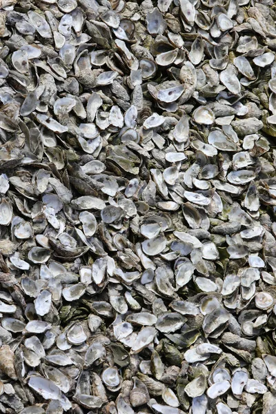 Thousands Oyster Shells Thrown People Eating Them Tradition Small Town — Stock Photo, Image