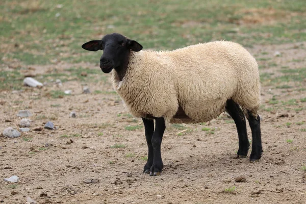 Young Suffolk Sheep Black Head Legs Wool — Stock fotografie