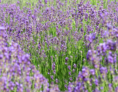 field of lavender flowers and the green shape of a heart in the middle