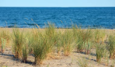 grass bushes that arise from the sandy dune and the blue sea in the background in summer