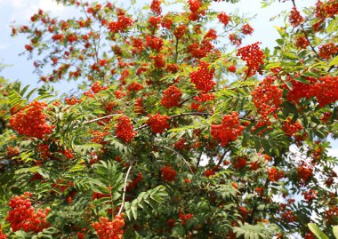 Red berries of the plant called Rowan and green leaves in spring