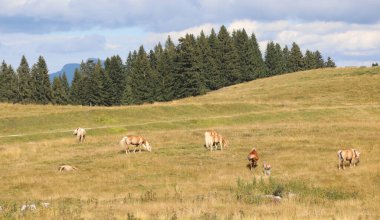 herd of horses in the wild on the dry clearing in summer
