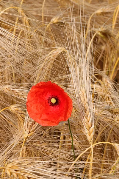 Poppy Red Contrasts Middle Yellow Ears Ripe Wheat Summer — Stock Photo, Image