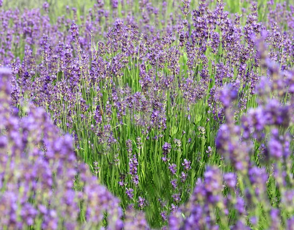 Field Lavender Flowers Green Shape Heart Middle — Stockfoto