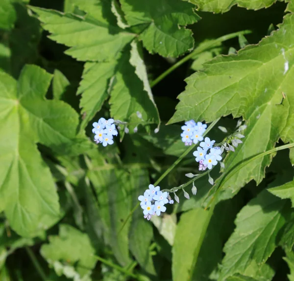 Many Small Flowers Called Forget Nots Typical Floral Plant Alps — Stockfoto