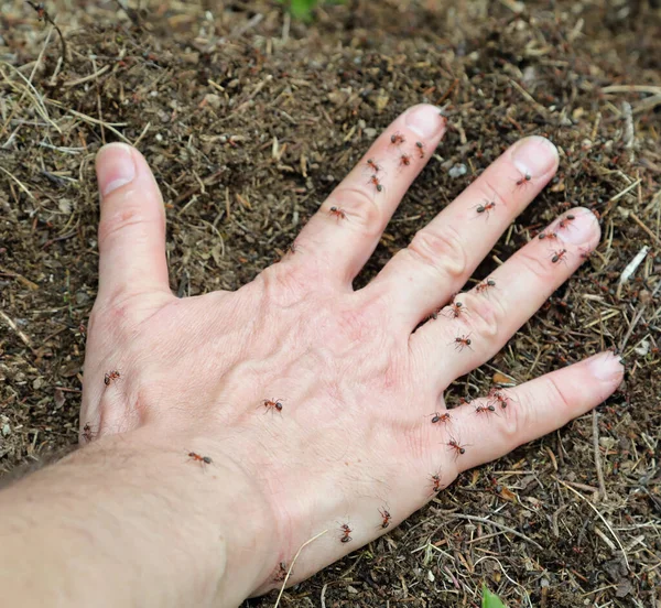 Рука Человека Над Больным Большим Количеством Кусающихся Муравьев — стоковое фото