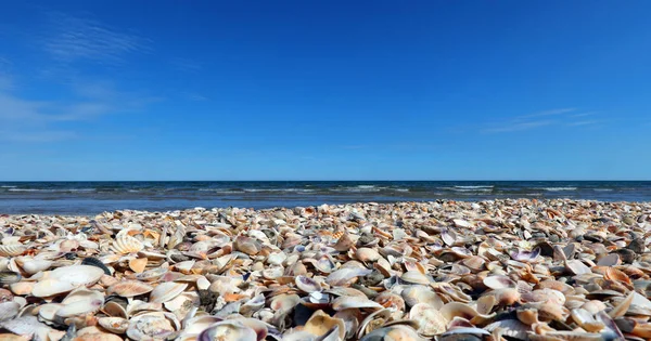 Shells All Kinds Sea Shore People — Stock Photo, Image