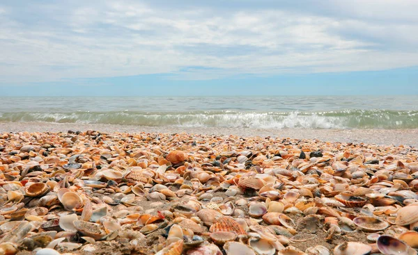 Lots Shells All Kinds Seashore People Summer — Stockfoto