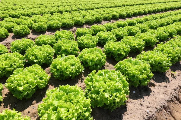 Field Green Lettuce Sprouts Grown Sandy Soil Please Drain Water — Stockfoto