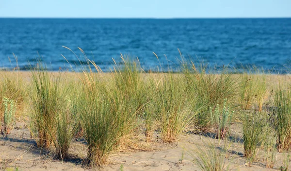 Grass Bushes Arise Sandy Dune Blue Sea Background Summer — Stock Photo, Image