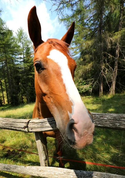 Muzzle Horse Long Ears Fence Ranch Woods — Fotografia de Stock