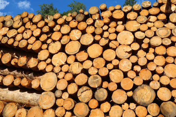 Pile Logs Sawn Lumberjacks Ready Processed Industrial Sawmill — Stock Photo, Image