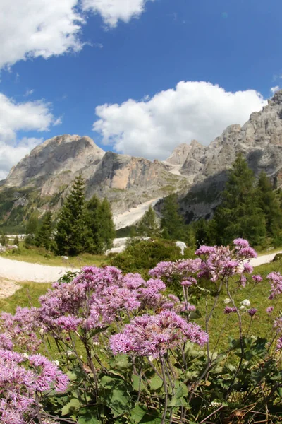 Violet Flowers Called Adenostyles Alliariae European Alps — Stock fotografie