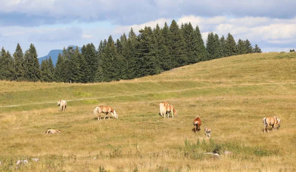 Herd Horses Wild Dry Clearing Summer — 图库照片