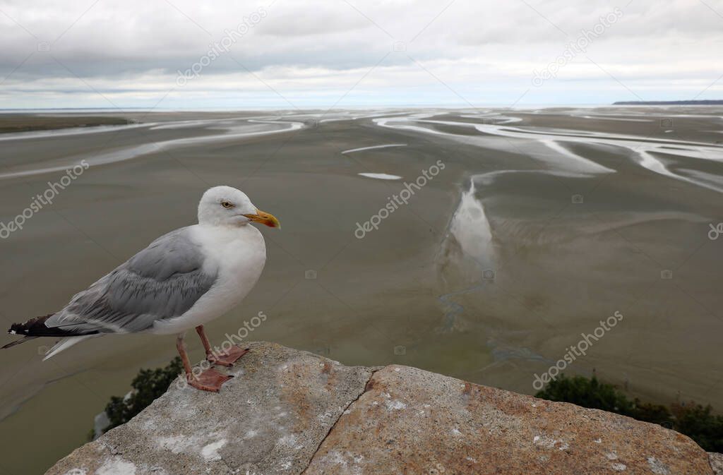 seagull that looks like lookout and the sea at low tide seen from the abbey of Mont-Saint-Michel in Normandy France