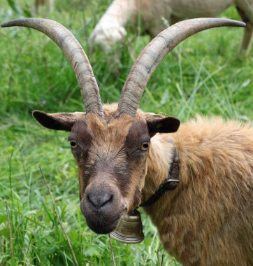 snout of the goat with long horns while grazing the grass in the mountains