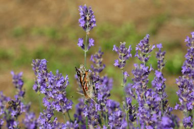 Butterfly called on the flowers of lavender in summer