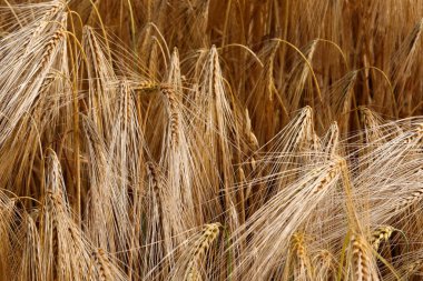 yellow background with golden wheat ears of wheat ripened for harvest in summer