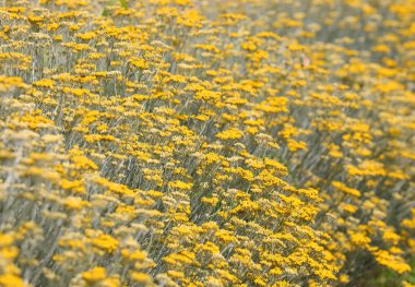 yellow flowers of helichrysum plant in the cultivated field in summer