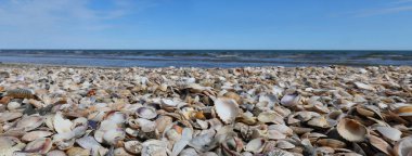 thousands of shell of various species and the sea in the background